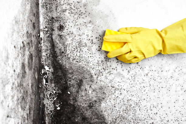 Best Mold Inspection  in Wilberforce, OH