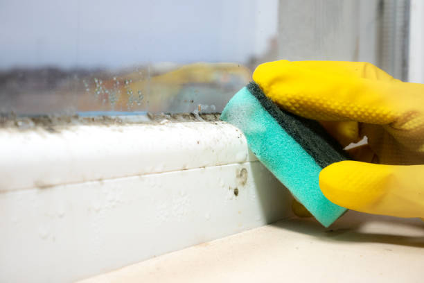 Home Mold Removal in Wilberforce, OH