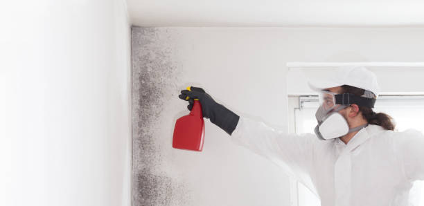 Best Attic Mold Removal  in Wilberforce, OH