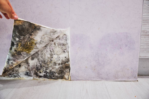 Best Office Mold Removal Services  in Wilberforce, OH